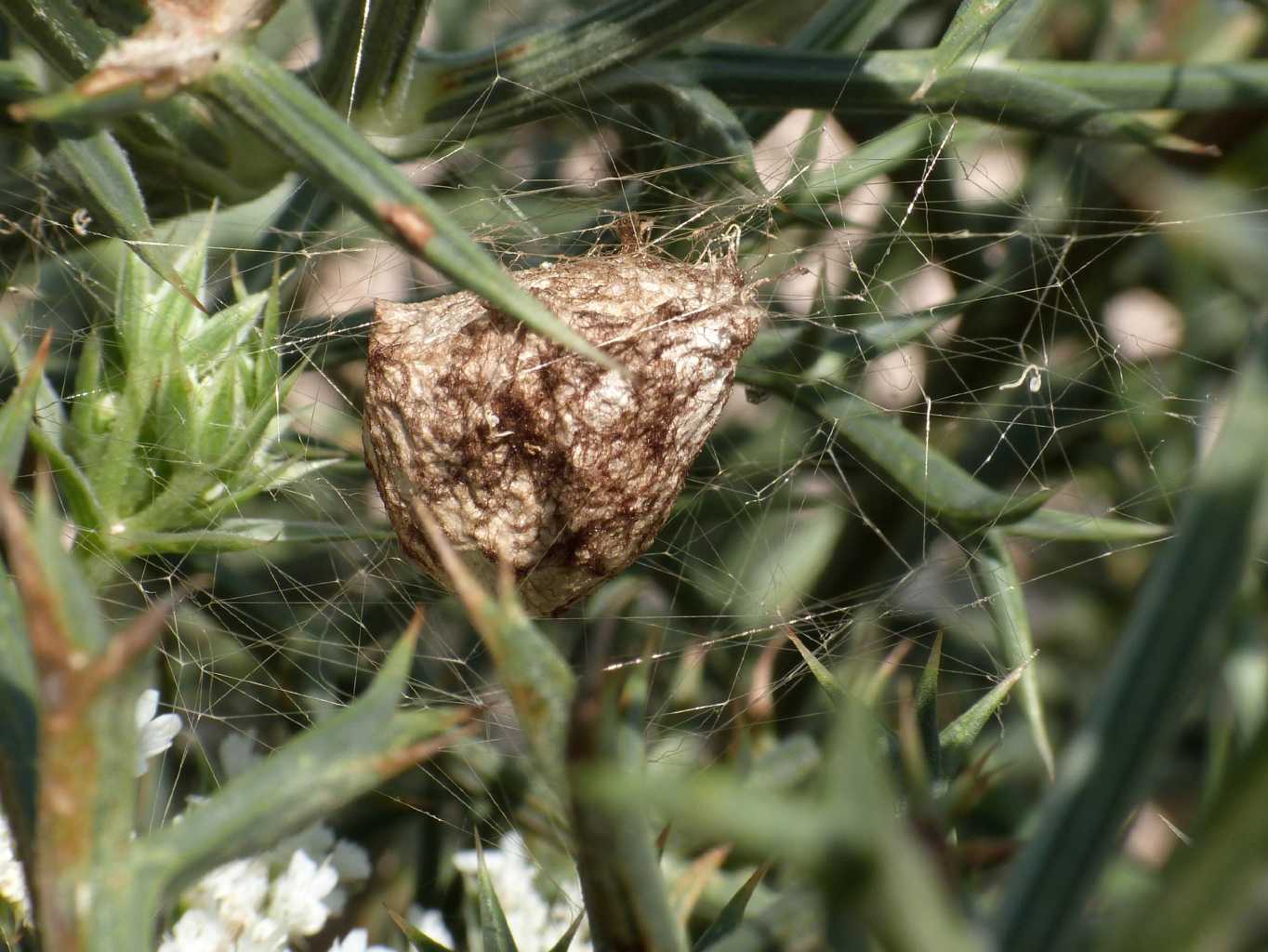 Argiope lobata costruzione ovisacco